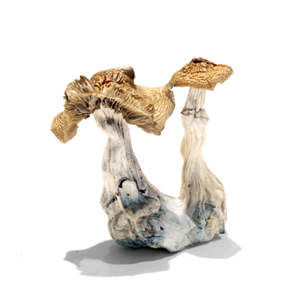 Buy Lizard King Magic Mushrooms Online