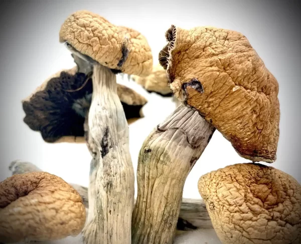 Buy Lizard King Magic Mushrooms Online