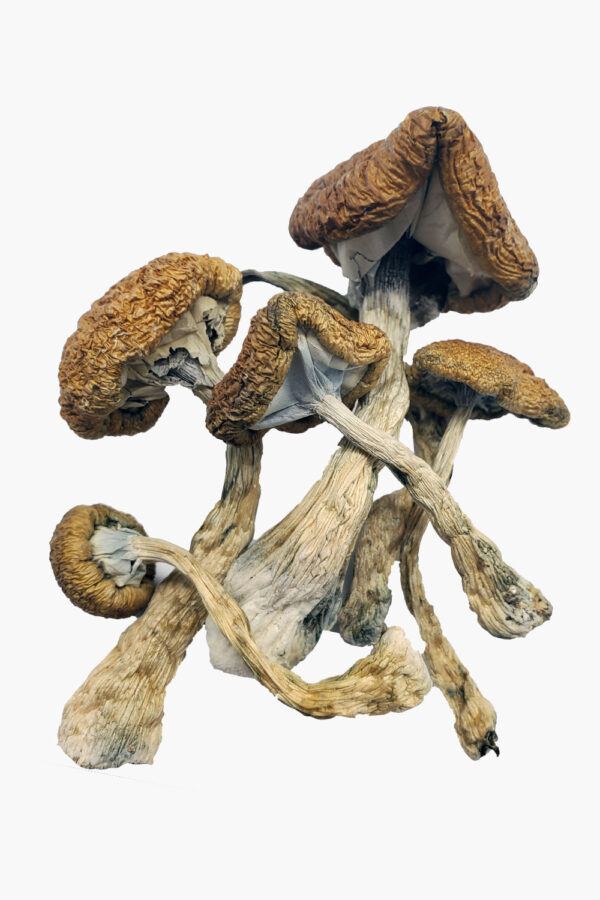 Cambodian magic mushrooms Oregon.