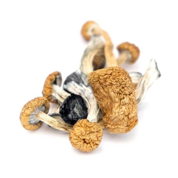 B+ psilocybe cubensis spores Online OR