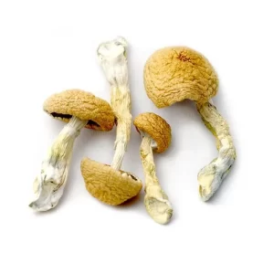 BUY Mexican magic mushroom USA