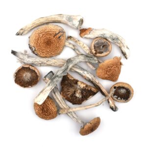 creeper magic mushrooms for sale​ NM