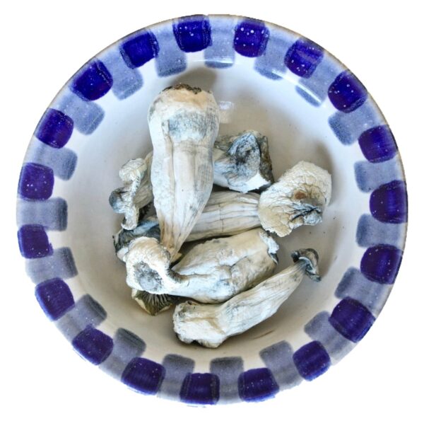 BUY Blue Goba Magic Mushroom Online USA