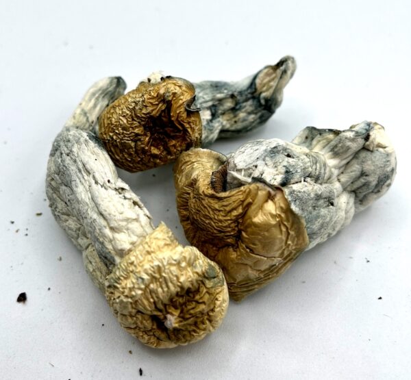 Penis Envy Mushroom Psilocybin for sale Oregon OR