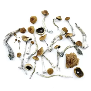 psilocybin mushrooms for sale Oregon