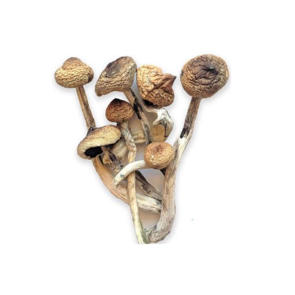 Buy Golden Teacher Mushrooms - Image 2