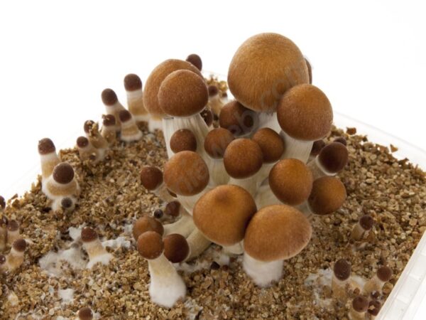 India Orissa Magic Mushrooms - Image 2