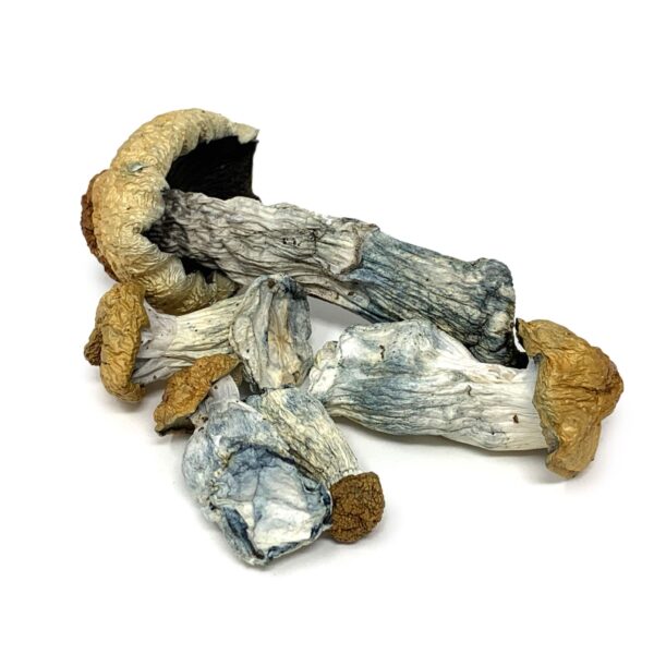 Penis Envy Mushroom Psilocybin for sale Oregon OR