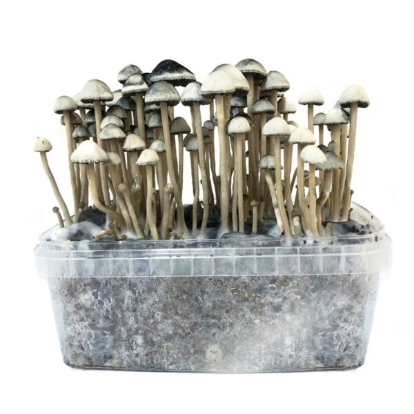 Hawaiian Magic Mushrooms - Image 2