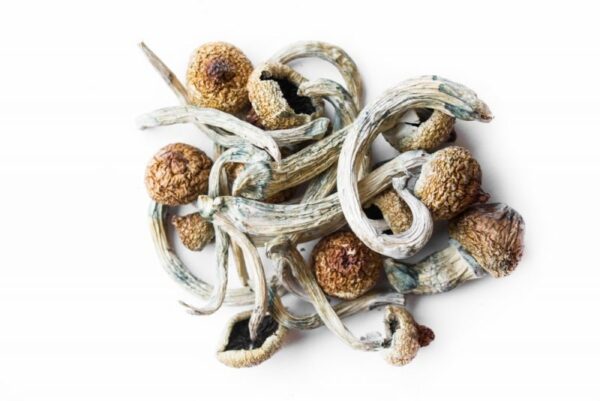 psilocybin mushrooms for sale Oregon