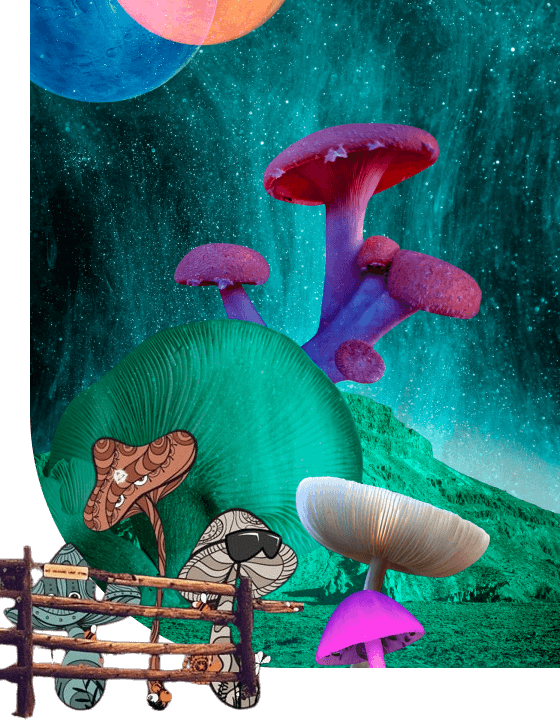 psilocybin mushroom store